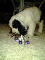 /album/patu/patun-seisonta-050-jpg/